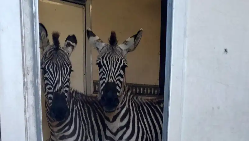 Sınırda Şaşırtan Baskın: Minibüsten 2 Zebra, 6 Maymun, Antilop ve Kuğu Ele Geçirildi!