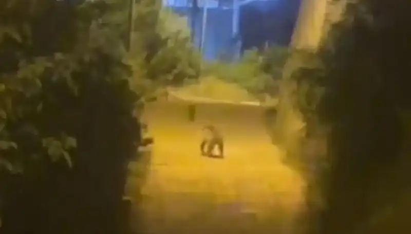 Gümüşhane'de Şehir Merkezine İnen Ayı Gündem Oldu