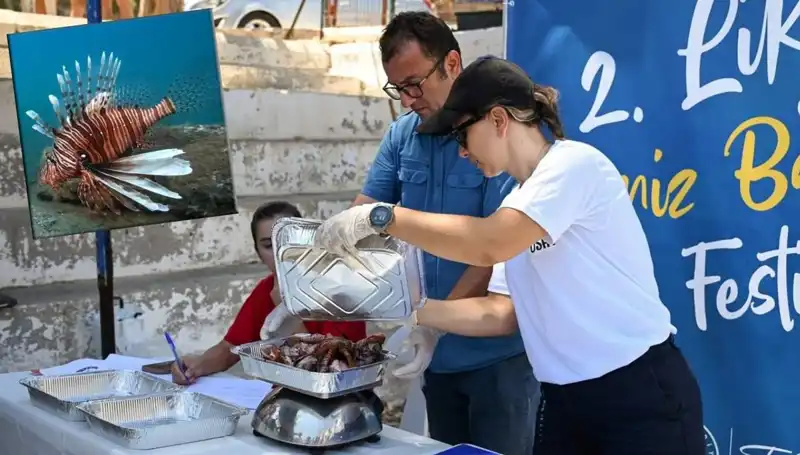 Antalya'da İstilacı Aslan Balığına Karşı Avlama Yarışması Başladı!