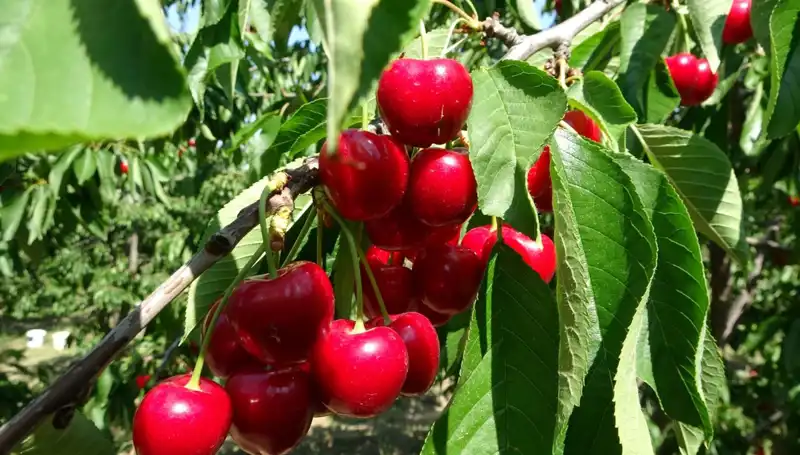 Çay Tarımında Beklenen Hasat Zamanı Geldi: Fırsatlar ve Zorluklar