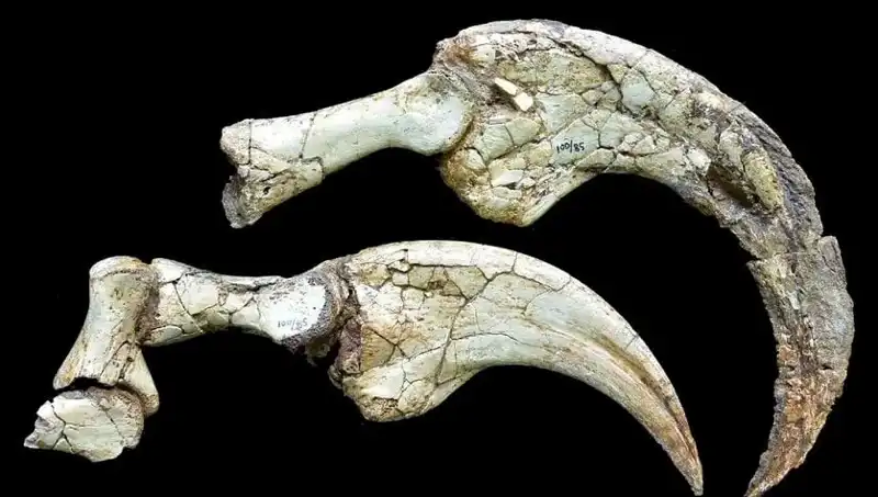 Gobi Çölü’nde İki Parmaklı Dinozor Türü Keşfedildi: Bilim Dünyasını Şaşkına Çeviren Sır!