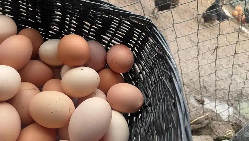 Okulların Açılması, Dünyanın En Ucuz Proteini ile Mayıs Çukurunu Aşacak