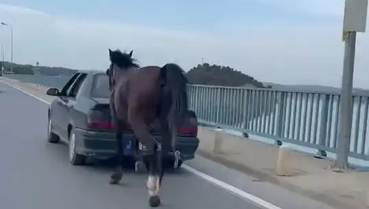 Adana'da Atlarla İlgili Şok Eziyet Olayı: Tutuklamalar Gerçekleşti