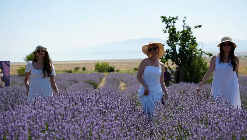 Göl Manzaralı Mor Bahçelerde Hasat: Doğanın Eşsiz Aroması