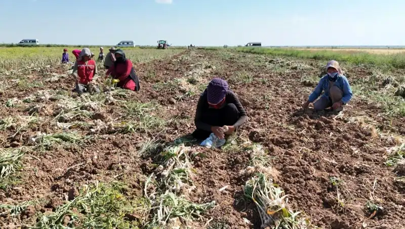 Rusya, Almanya ve İspanya’nın Tohumları: Antibiyotik Hasadı Eşzamanlı Başladı