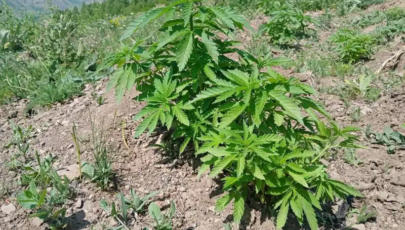 Bingöl'de Emniyet Güçlerinden Kenevir ve Kaçak Tütün Operasyonu