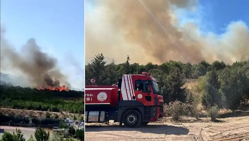 Gebze'de Mükemmel Bir Orman Yangını: Doğa ve Hayvanlar Tehlikede!