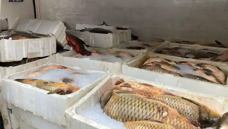 Kaçak Balık Avına Cezalar Derdimizi Dindirmezken Artıyor