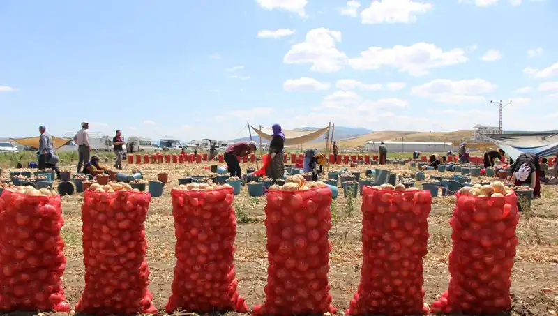 Amasya Elması, Avrupa ve Rusya Pazarlarında Ağızları Sulandırıyor