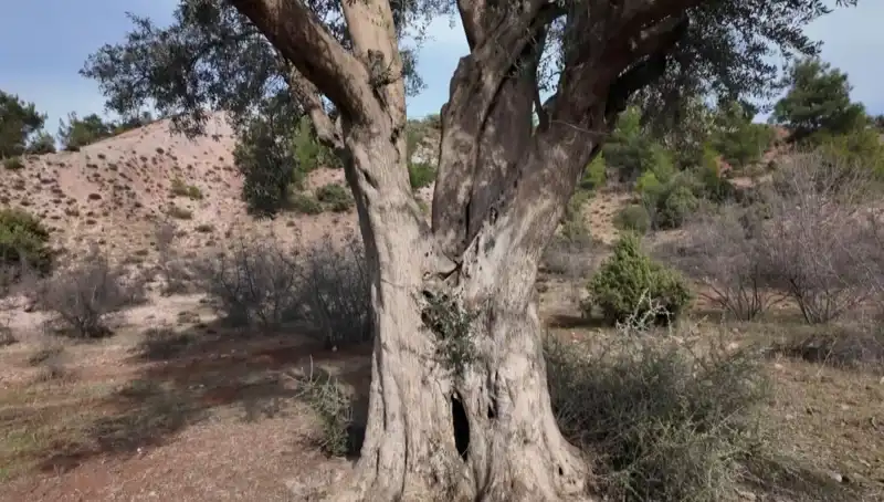800 Yıllık Zeytin Ağacı: Tarih ve Doğanın Büyüleyici Buluşması