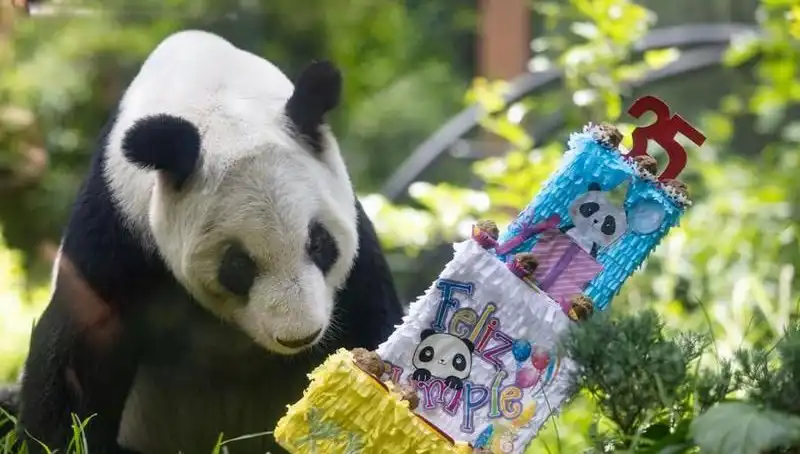 Dev panda Xin Xin, 35. yaşında büyük bir kutlama ile anıldı