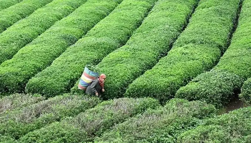 ÇAYKUR, Bayramda Yaş Çay Alımına Devam Ediyor!