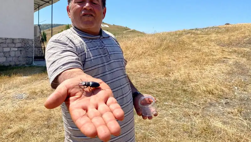 Sivas’ta Bulunan Tehlikeli Böcek: Öldürmenin Cezası 557 Bin TL!