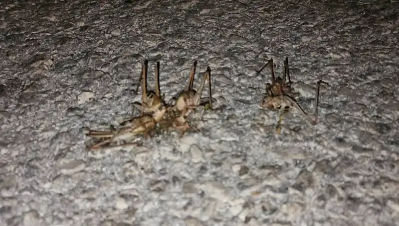 Yüzlerce Çekirgenin Şehri İstila Etmesi Korkuttu!