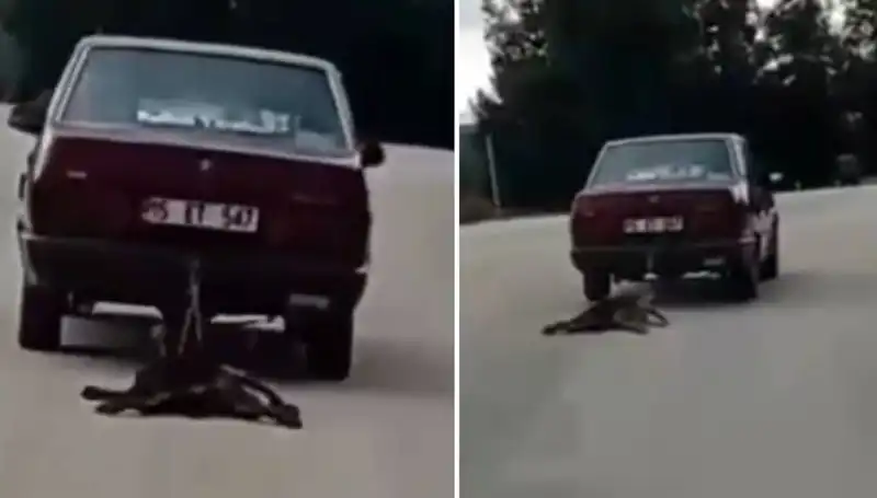 Trajik Olaya Sahne Olan Hayvan: Otomobilin Peşinde Köpek Sürükledi!