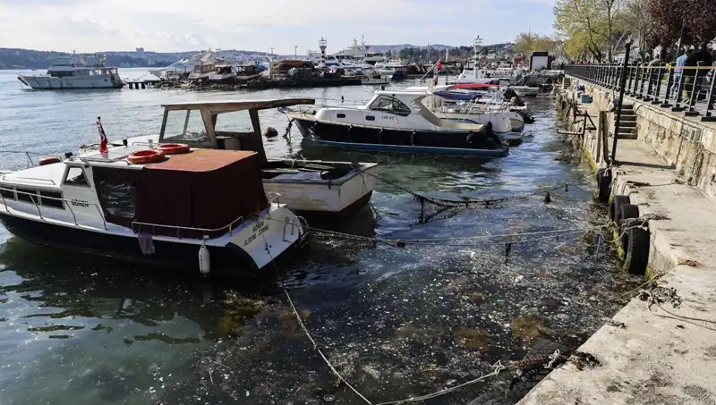 İstanbul’un Denizi Müsilaj ile Yeniden Tehdit Altında: Korkutucu Gerçekler