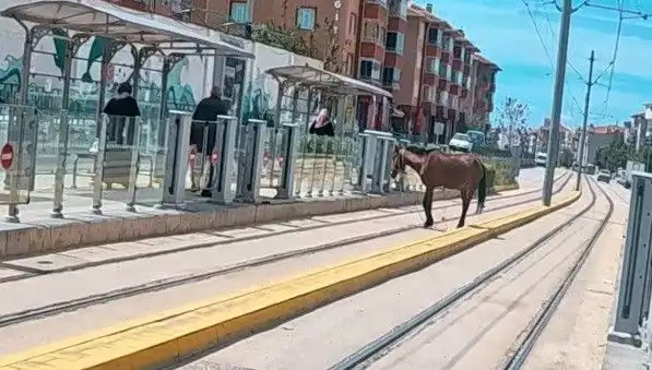 Eskişehir Tramvay Raylarında Baş Belası: Başını Boşta Gezen At
