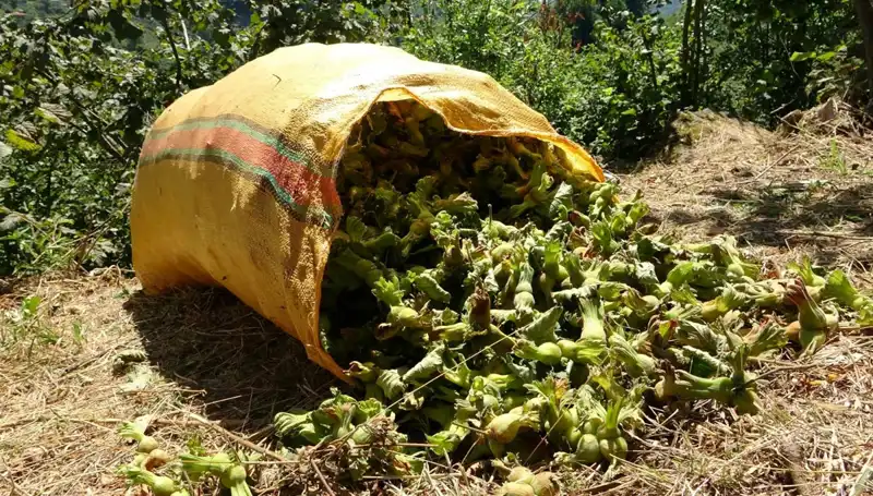 Giresun'da Fındık Hasadı Coşkusu Başladı: Üreticiler Umutlu